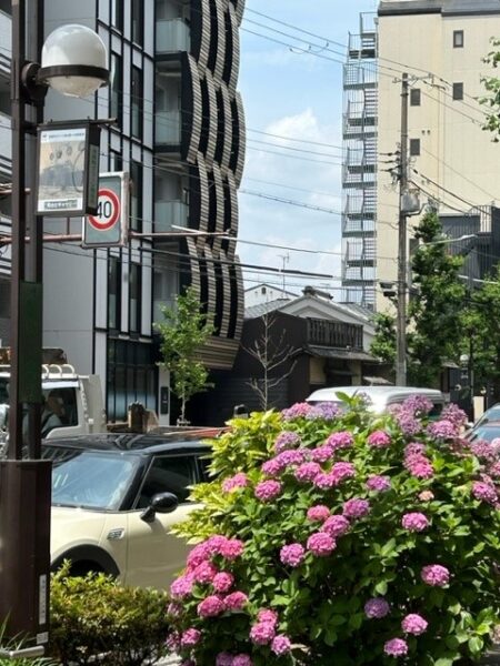 河原町グリーン商店街沿いのアジサイ